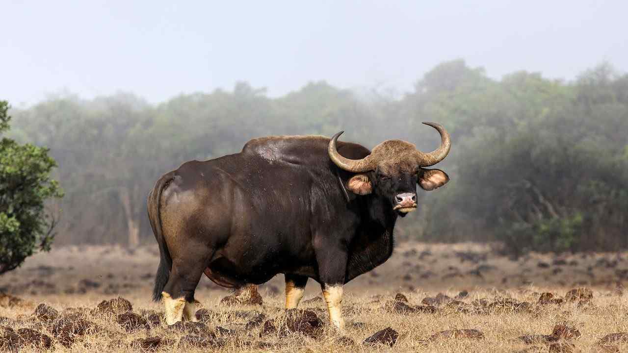 Dajipur Wildlife Sanctuary