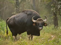 Dajipur Wildlife Sanctuary